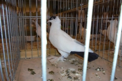 DSC00399