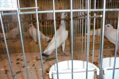 DSC00406