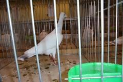 DSC00416