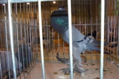 DSC00425